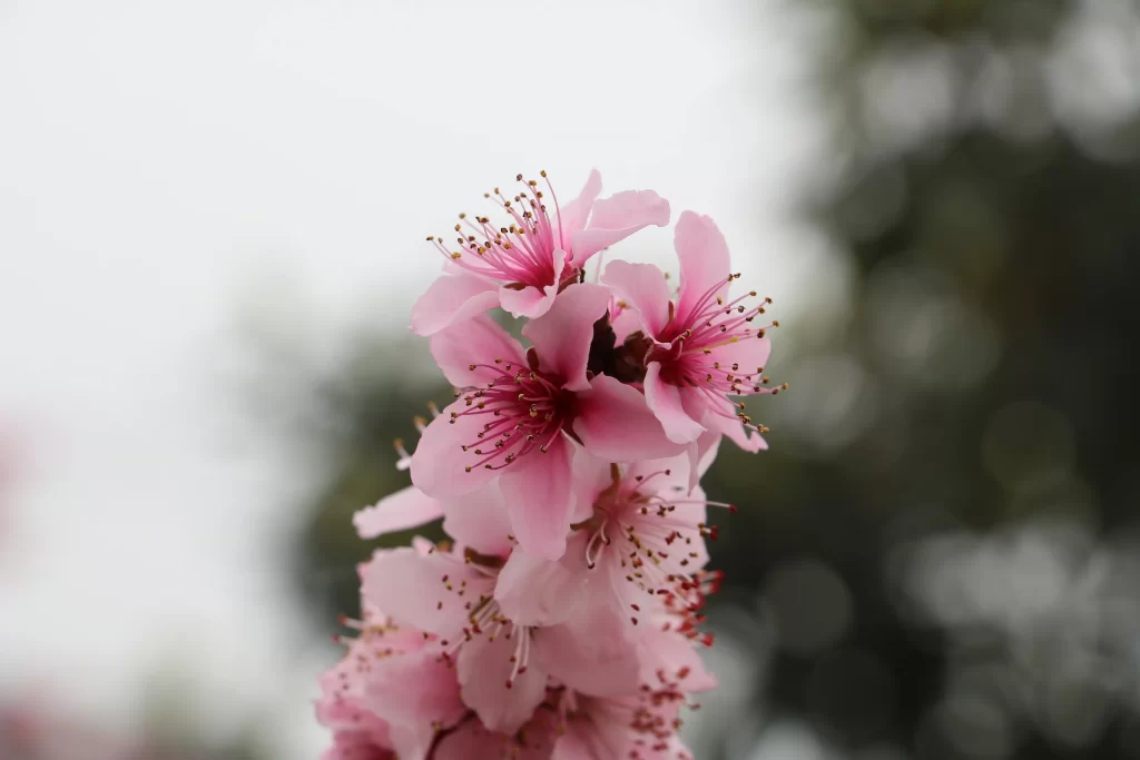 Peach Blossom Pink Petal Spring gray Branch