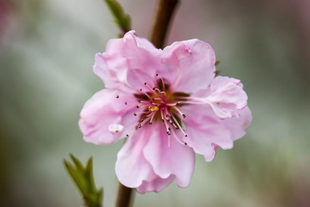 Peach Blossom Pink Petal Spring gray Branch