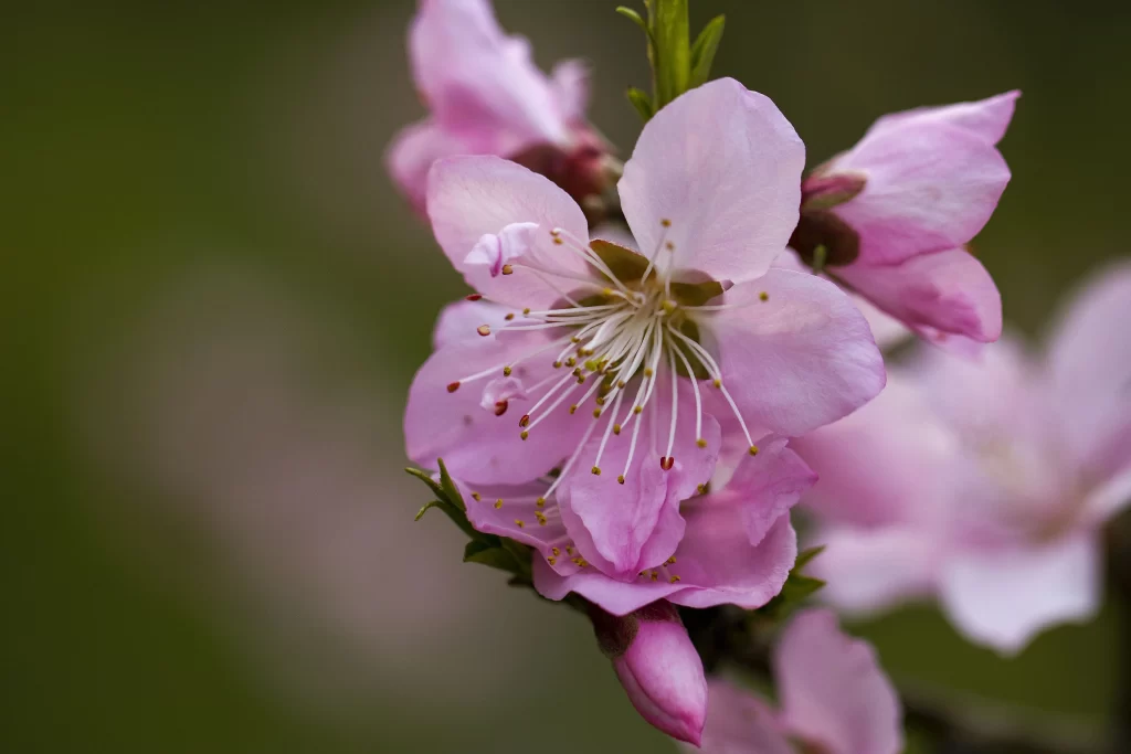 Peach Blossom Pink Petal Spring gray Branch