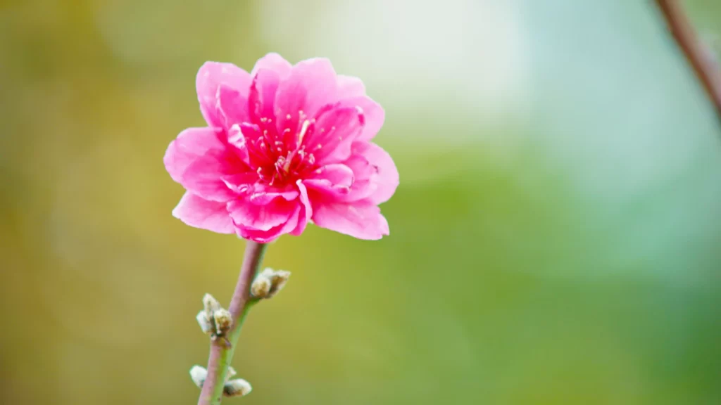 Peach Blossom Pink Petal Spring warm Branch