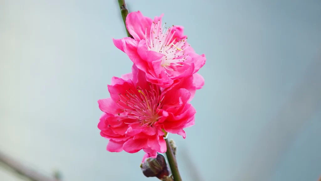 Peach Blossom Pink Petal Spring gray Branch