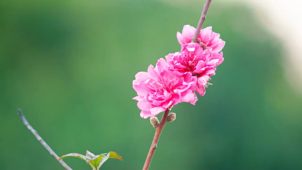 Peach Blossom Pink Petal Spring warm Branch