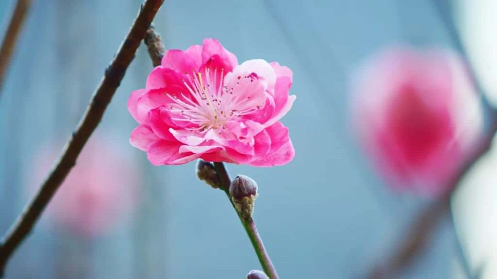 Peach Blossom Pink Petal Spring gray Branch