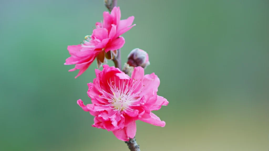 Peach Blossom Pink Petal Spring gray Branch