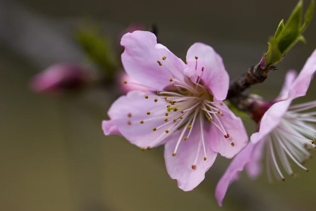 Peach Blossom Pink Petal Spring gray Branch