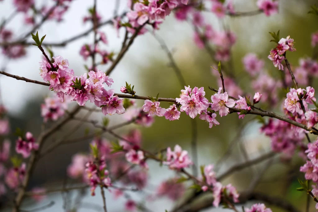 Peach Blossom Pink Petal Spring gray Branch
