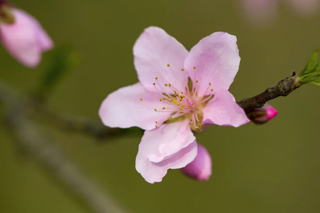 Peach Blossom Pink Petal Yellow Stamen Green Leaf