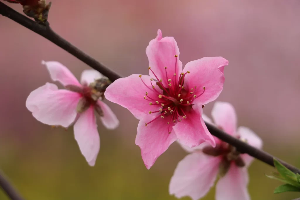 Peach Blossom Pink Petal Spring warm Branch
