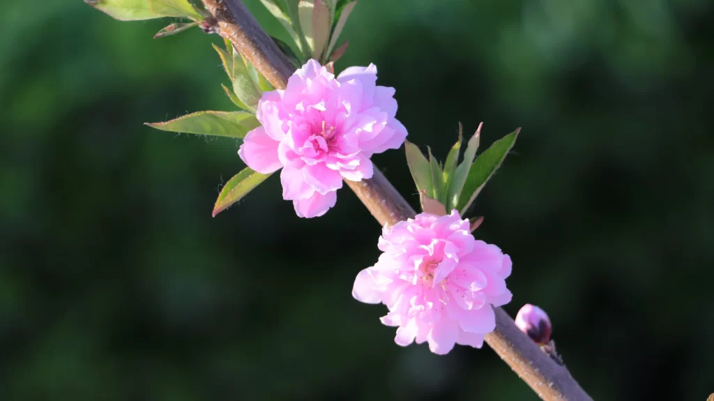 Peach Blossom Pink Petal Spring gray Branch