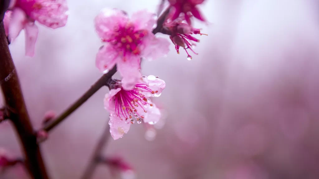 Peach Blossom Pink Petal Spring warm Branch