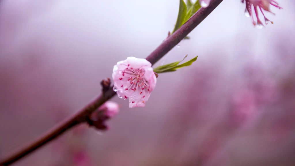 Peach Blossom Pink Petal Spring warm Branch