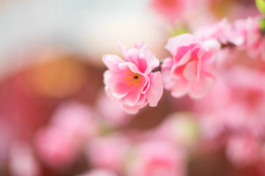 Peach Blossom Pink Petal Spring warm Branch