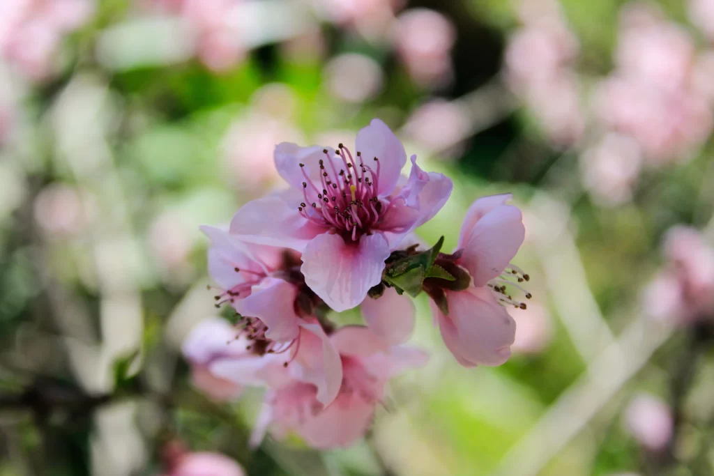 Peach Blossom Pink Petal Spring gray Branch