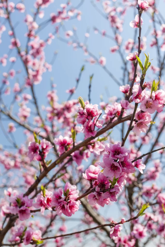 Peach Blossom Pink Petal Spring gray Branch