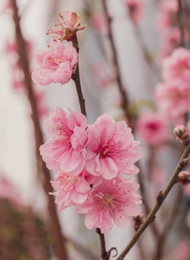 Peach Blossom Pink Petal Spring warm Branch