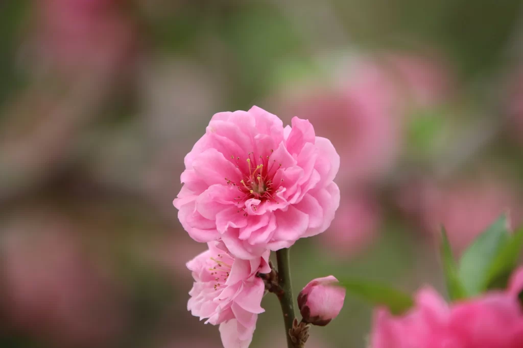 Peach Blossom Pink Petal Spring warm Branch