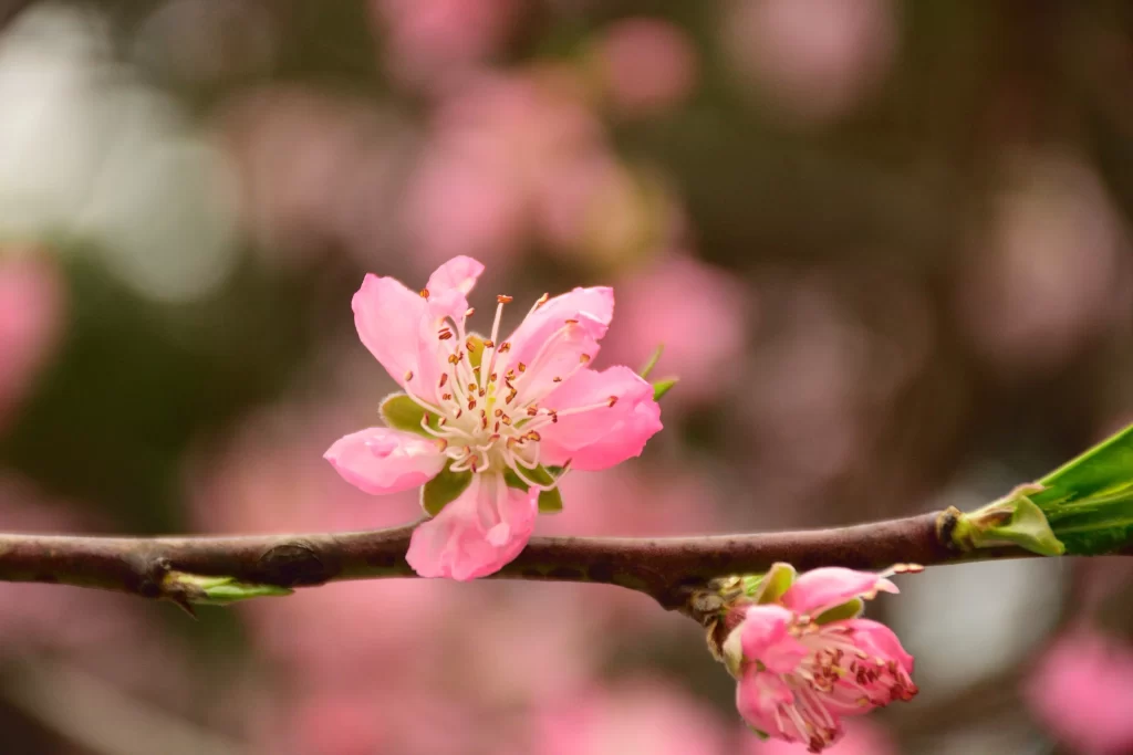 Peach Blossom Pink Petal Spring warm Branch