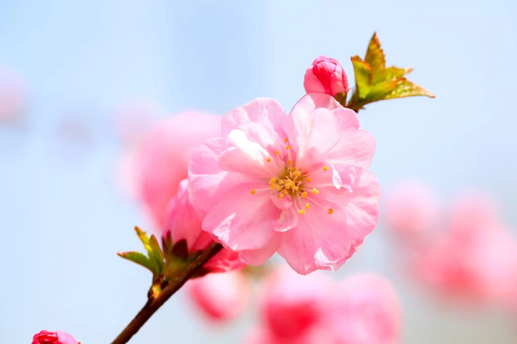 Peach Blossom Pink Petal Spring gray Branch