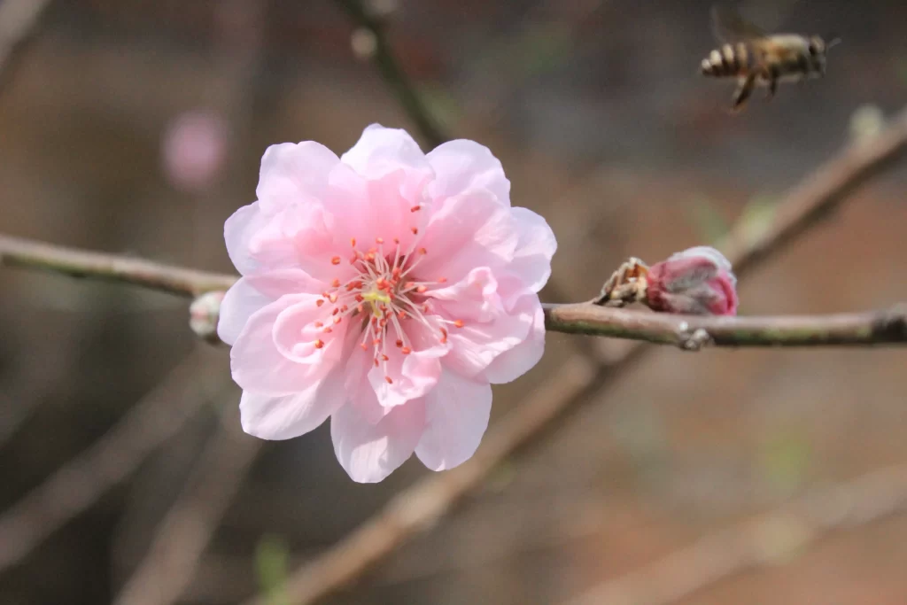 Peach Blossom Pink Petal Spring gray Branch