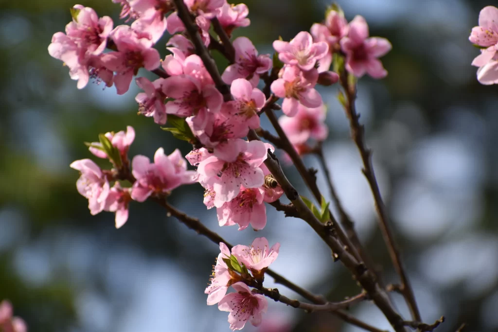 Peach Blossom Pink Petal Spring gray Branch