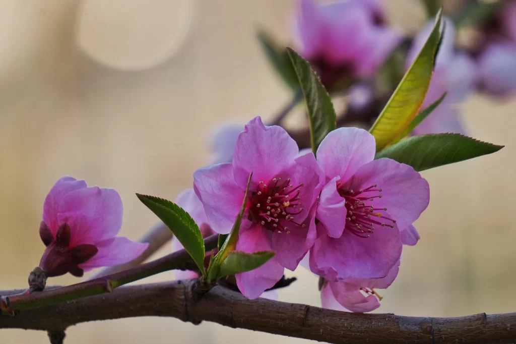 Peach Blossom Pink Petal Green Leaf Spring Branch