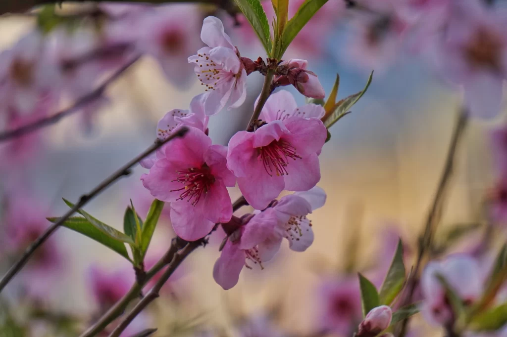 Peach Blossom Pink Petal Spring gray Branch