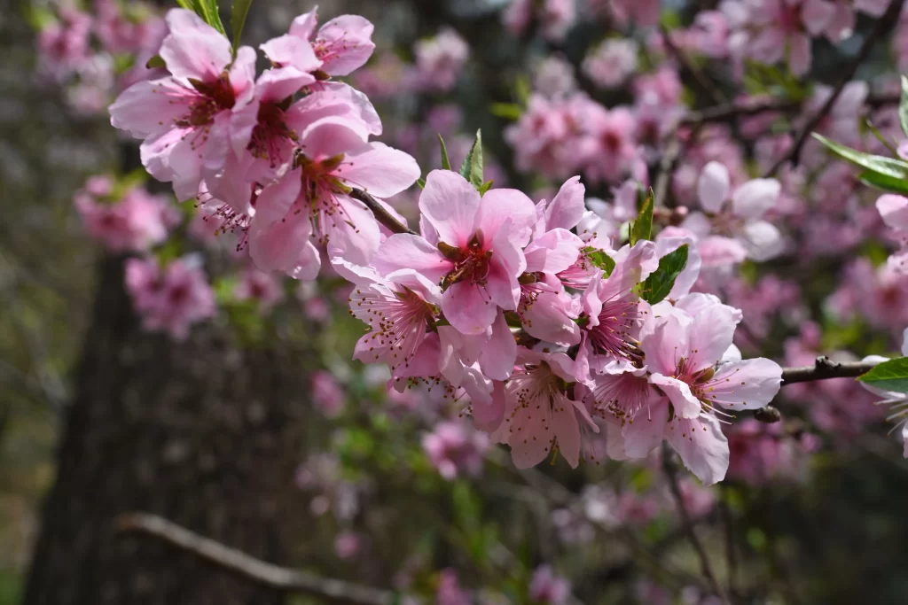 Peach Blossom Pink Petal Spring gray Branch