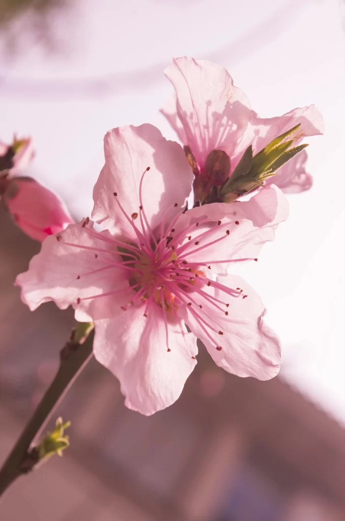 Peach Blossom Pink Petal Spring warm Branch