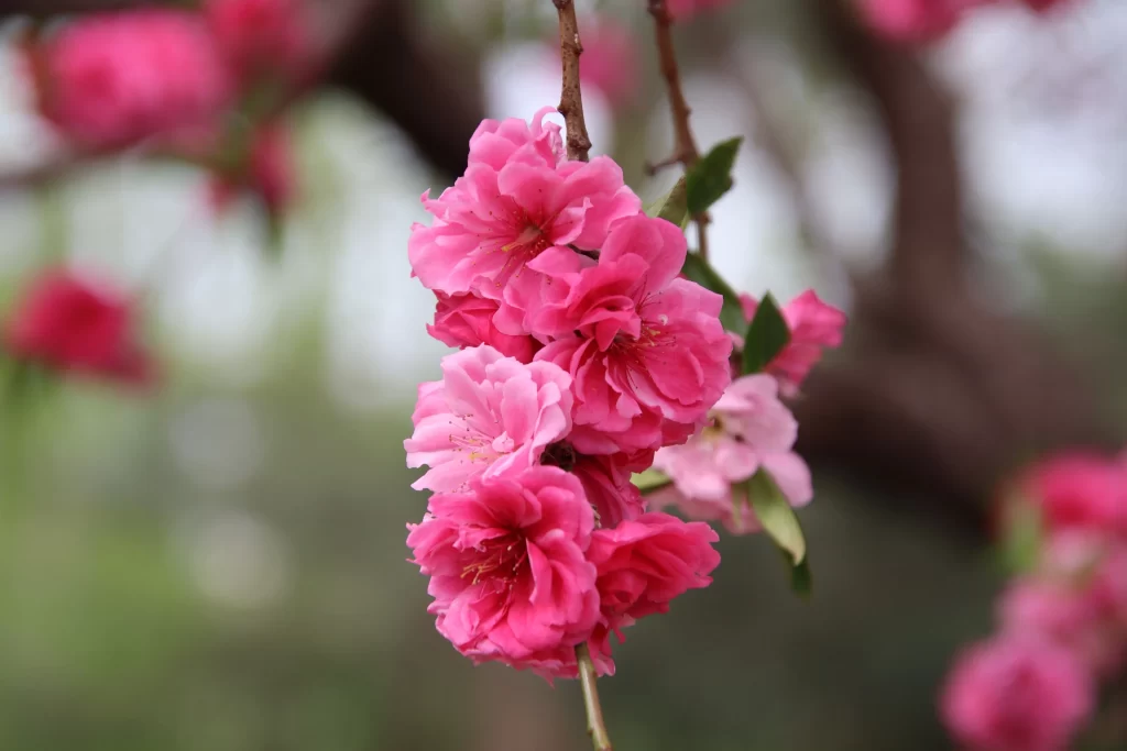 Peach Blossom Pink Petal Spring warm Branch