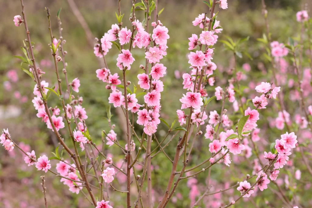 Peach Blossom Pink Petal Spring gray Branch