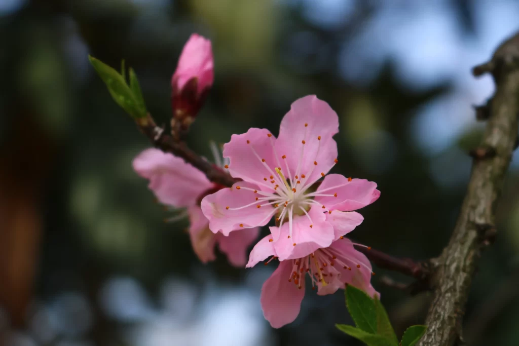 Peach Blossom Pink Petal Spring gray Branch