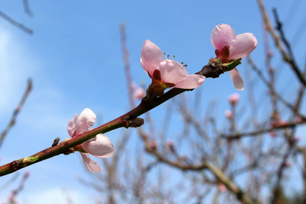 Peach Blossom Pink Petal Spring Branch Blue cool Sky