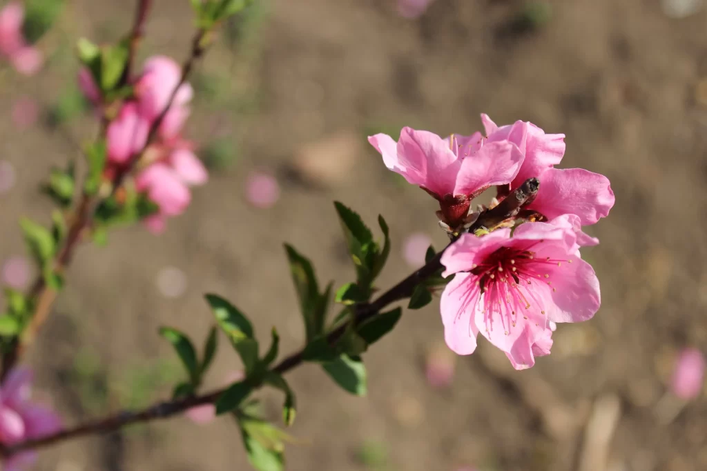 Peach Blossom Pink Petal Spring gray Branch