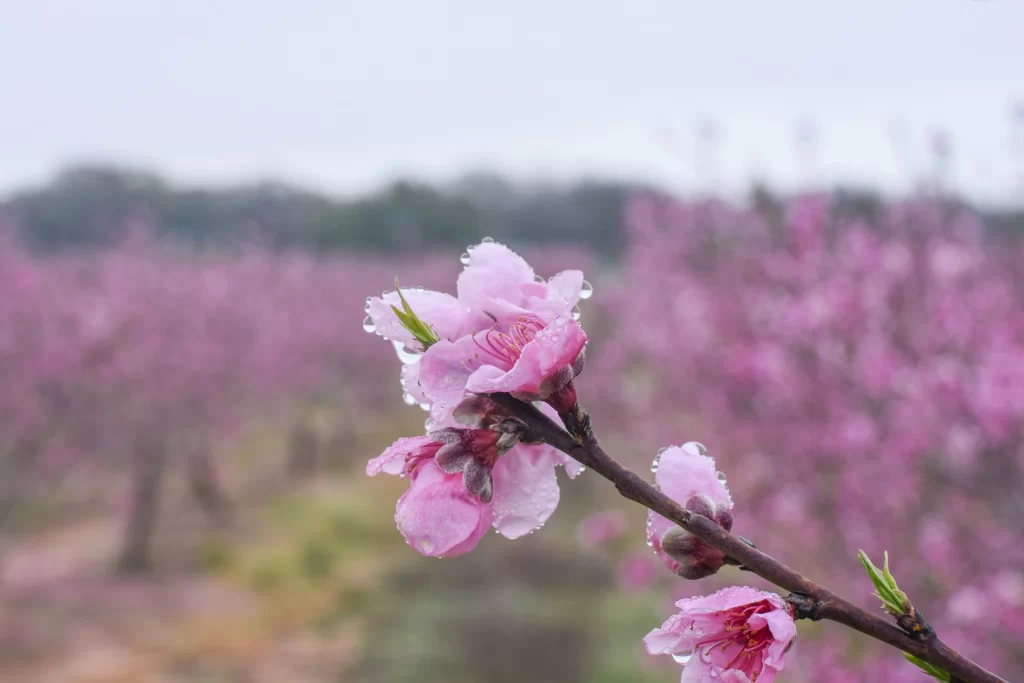 Peach Blossom Pink Petal Spring gray Branch