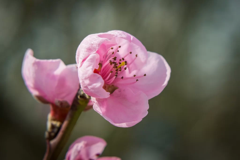 Peach Blossom Pink Petal Spring gray Branch