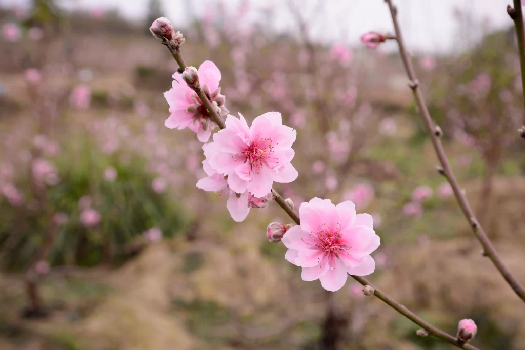 Peach Blossom Pink Petal Spring gray Branch