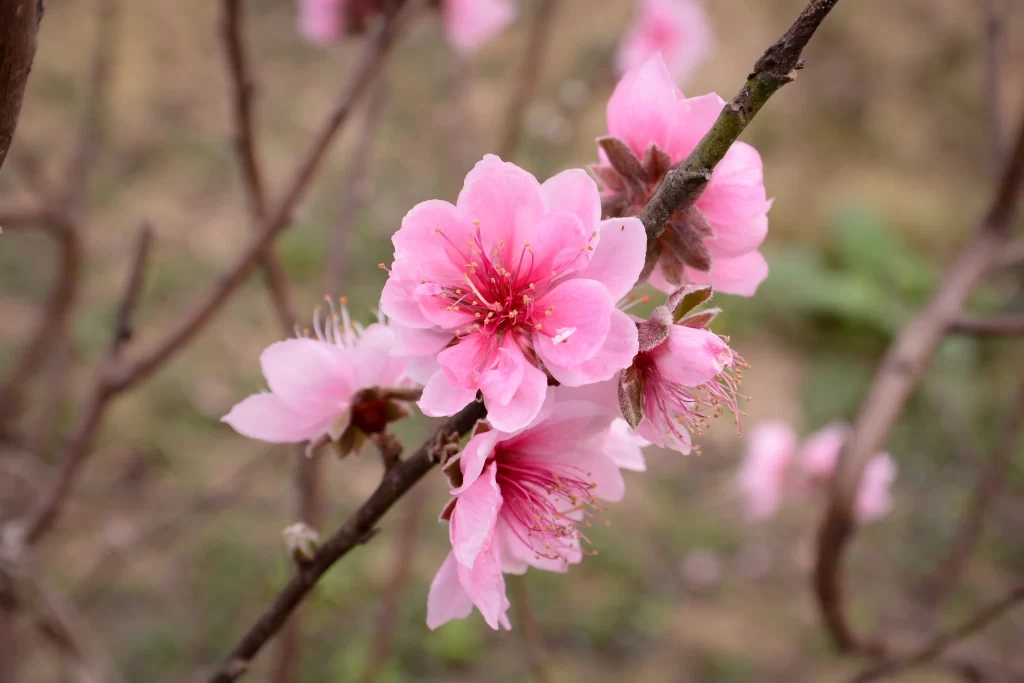 Peach Blossom Pink Petal Spring warm Branch