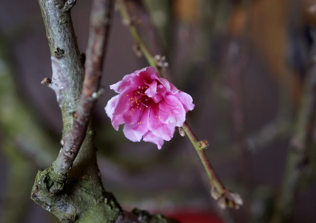 Peach Blossom Pink Petal Spring gray Branch