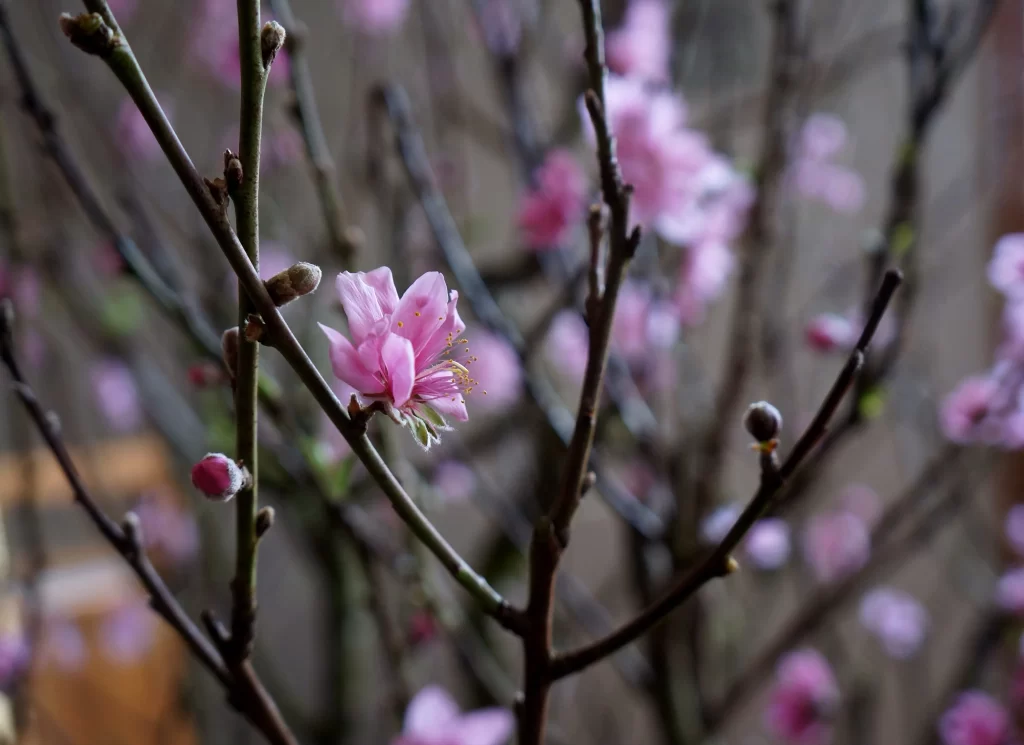 Peach Blossom Pink Petal Spring gray Branch
