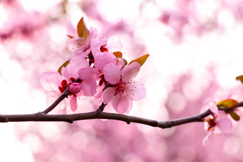 Peach Blossom Pink Petal Spring warm Branch