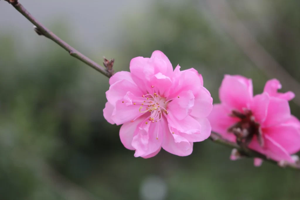 Peach Blossom Pink Petal Spring gray Branch