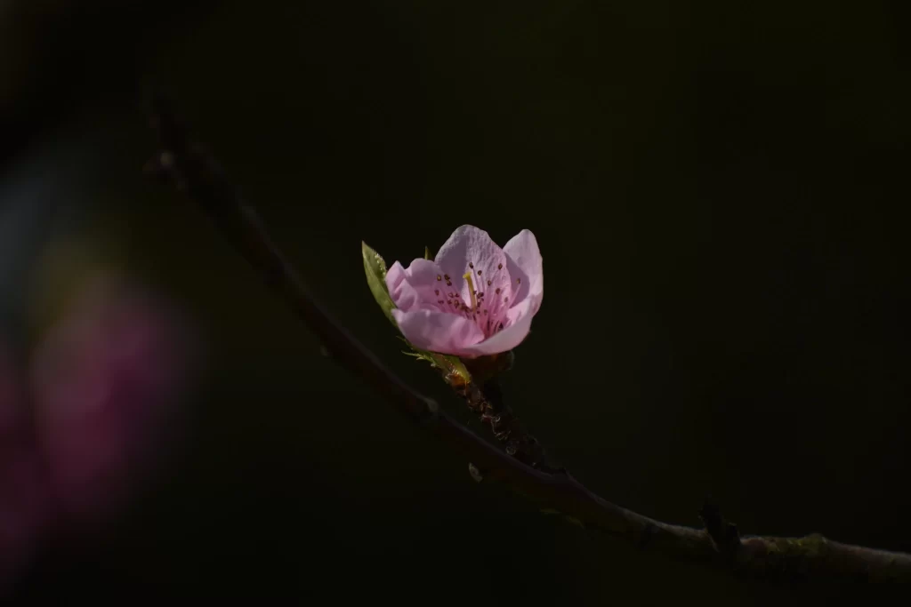Peach Blossom Pink Petal Spring dark Branch