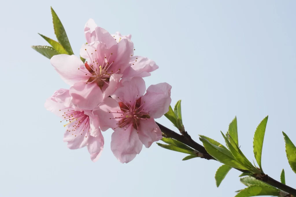 Peach Blossom Pink Petal Green Leaf Blue Sky