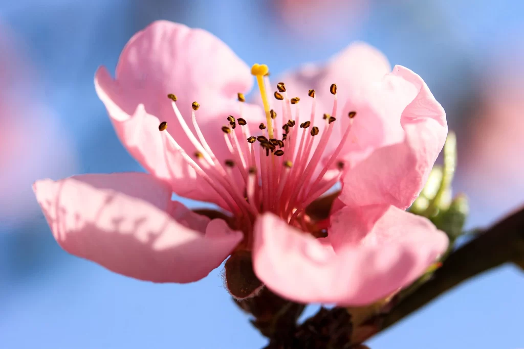 Peach Blossom Pink Petal Yellow Stamen Blue Sky