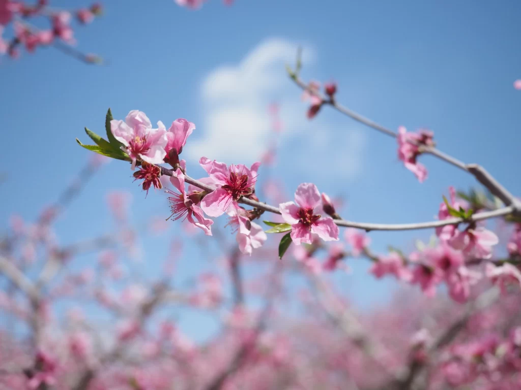 Peach Blossom Pink Petal Spring Branch Blue cool Sky