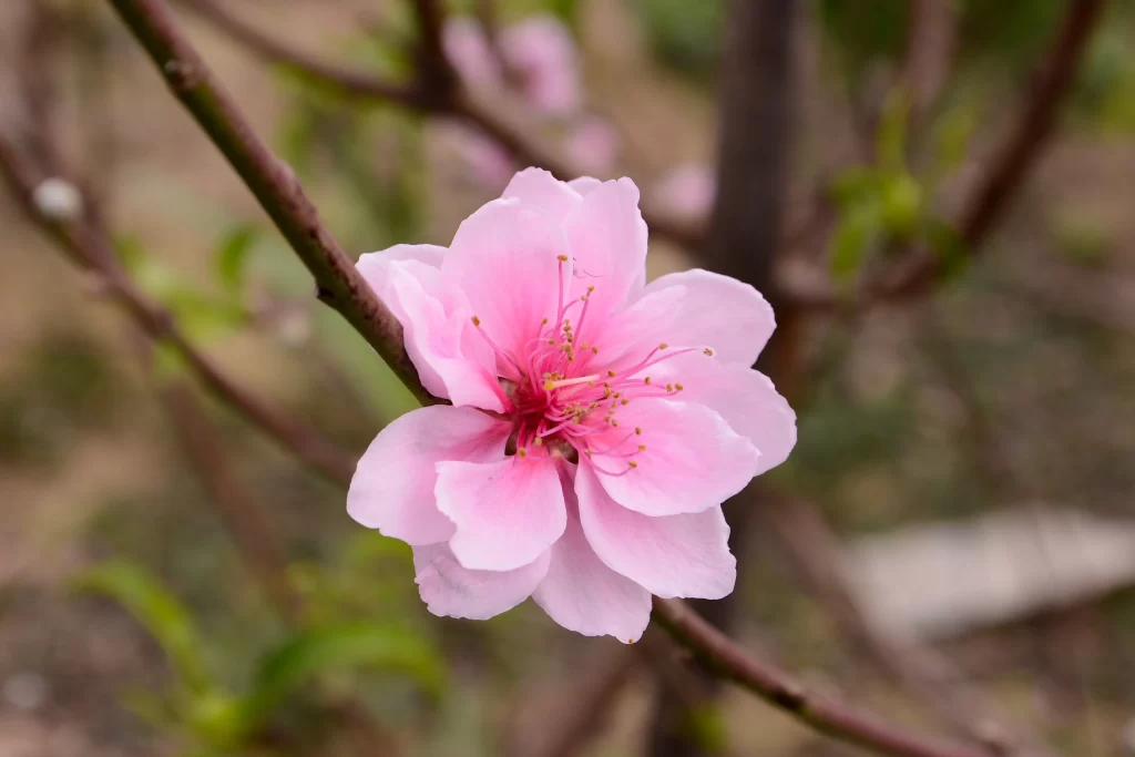 Peach Blossom Pink Petal Spring gray Branch
