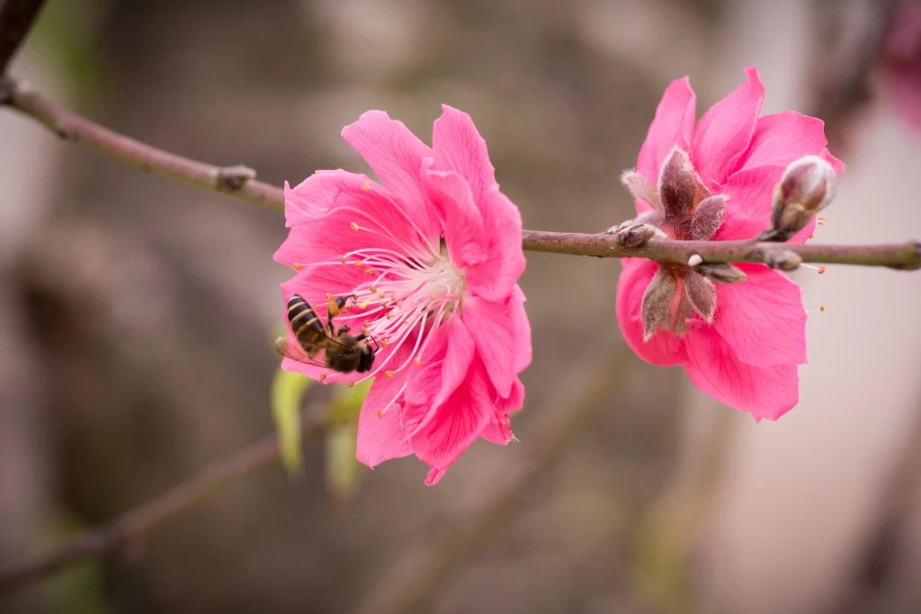 Peach Blossom Pink Petal Spring warm Branch