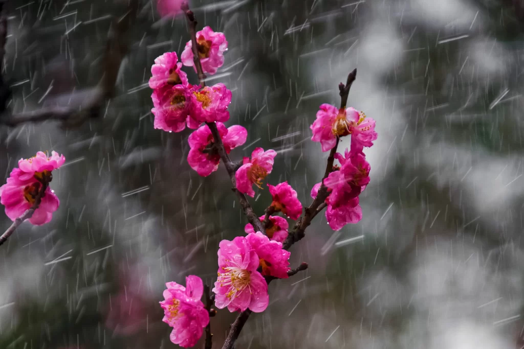 Peach Blossom Pink Petal Raindrops Branch