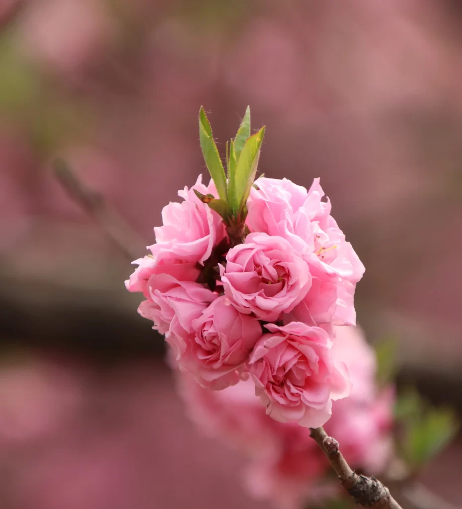Peach Blossom Pink Petal Spring warm Branch
