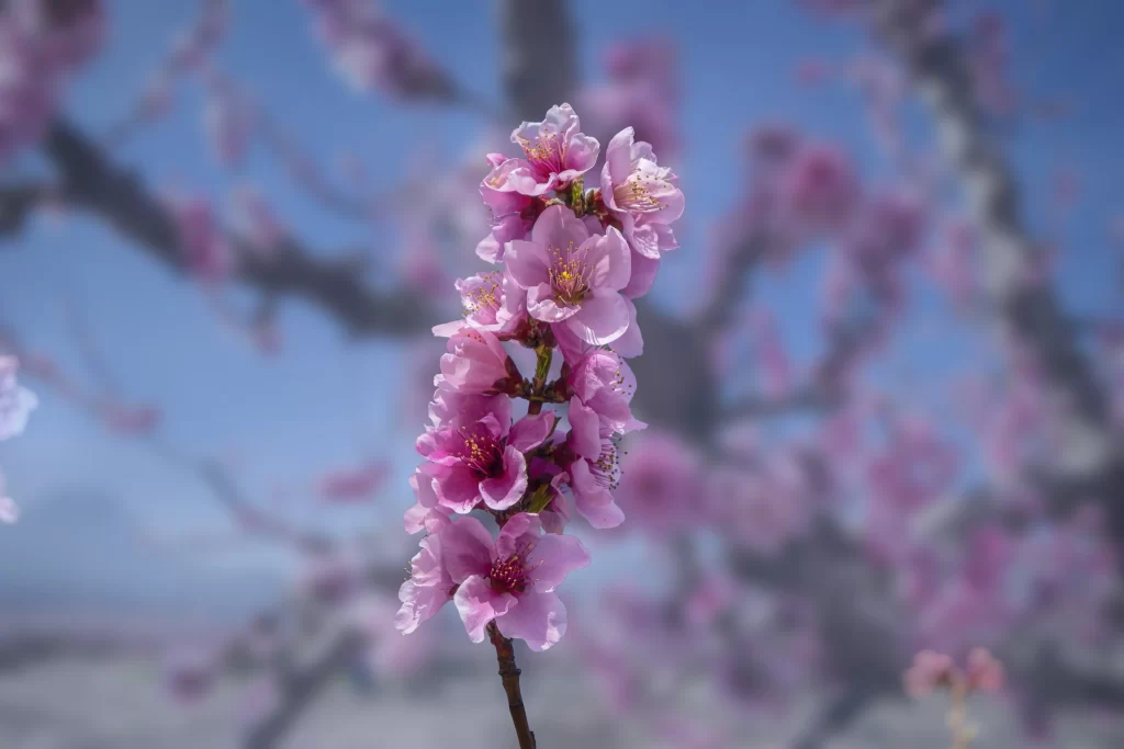 Peach Blossom Pink Petals Spring cool Branch